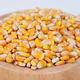 Feed Corn Feed Corn